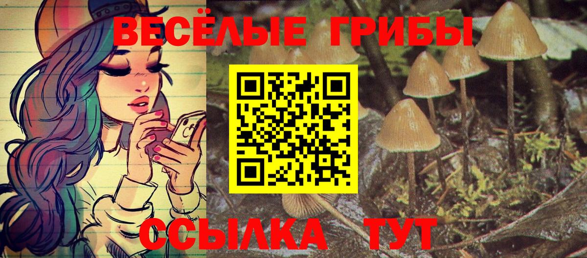 Псилоцибиновые грибы Psilocybe Кемерово